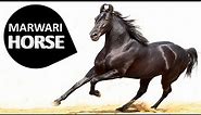 Marwari Horse | Malani | Marwadi Horse | Kathiawari