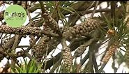 Burke's Backyard, Ugly Bottlebrush