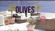 The Olive -Olea europaea - Why you should grow one