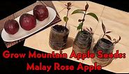 Growing Mountain Apple Seeds / Malay Rose Apple (Syzygium Malaccense)