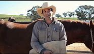Pure Wool Saddle Pads - Angus Barrett Saddlery