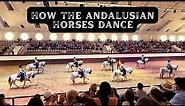 How The Andalusian Horses Dance - The Royal Andalusian School of Equestrian Art, Spain
