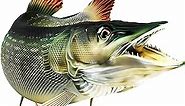 Pike Beautiful Fish Decal | Fishing Decal for Boat, Car, Vehicle, Truck Etc. | Waterproof Vinyl Sticker | Many Sizes & Styles Available | 12" to 40" by Digital Fish Art (Medium, Position 1)