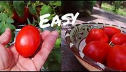 Easy Hydroponic Tomatoes