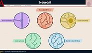 I NEURONI - Organizzazione generale del sistema nervoso - Neuroanatomia