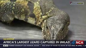 Nile Monitor | Africa's largest lizard captured in uMlazi