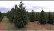 Georgia Christmas Tree Farms Nourish Our Holiday Spirit