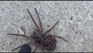 spider explodes and baby spiders crawl everywhere!! It gave birth!!!!! - 1 million views!!!!!