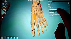 Anatronica - Human Anatomy 3D for Android Tablets and Phones