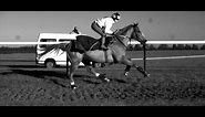 Galloping Horse in Super Slow Motion