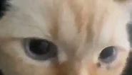 This person tried to unlock your phone - Cat Meme