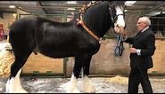 The National Shire Horse Show 2019 Stafford