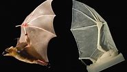 Brown researchers build robotic bat wing