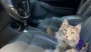 13 Tips for Traveling with a Cat by Car