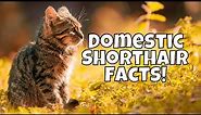 10 Interesting Facts About Domestic Shorthair Cats