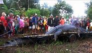 Philippine giant croc captured after three-week hunt