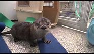 Rescued river otter pup
