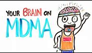 Your Brain On MDMA