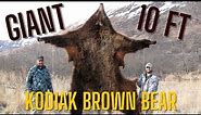 Giant, 10-Foot Kodiak Island Alaska Brown Bear Hunt