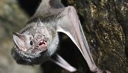 Vampire Bat Teeth: Everything You Need To Know
