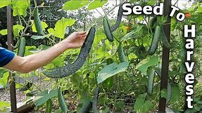 How to Grow Cucumbers, Complete Growing Guide