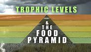 Trophic Levels & The Food Pyramid • Odyssey Earth