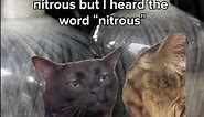 zoned out cat meme nitrous outlet