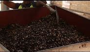 Vidéo sur la valorisation énergétique des coques de noix de cajou en Côte d'Ivoire