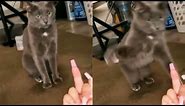 Cat Hates Middle Finger and Attacks Owner For Flipping Him Off