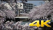 Ooka River Cherry Blossoms - Yokohama - 大岡川 - 4K Ultra HD