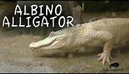 Rare Albino Alligator at Brookfield Zoo!