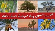 Common Desert Trees | Desert Plants With Local & English Names