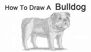 How to Draw a Dog (English Bulldog)