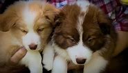 8 week old chocolate sable and red and white border collie puppies looking for their forever homes