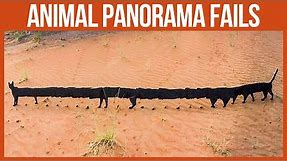 Animal Panorama Fails That Are So Bad They’re Good