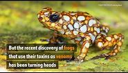 The frogs that headbutt their enemies | Natural History Museum