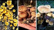 These honey mushrooms have 3 Poisonous Lookalikes 野生榛蘑三种