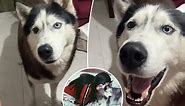 Dog barks in ‘Italian accent’ that sounds just like his owner’s as social media anoints him ‘sassy’