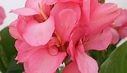 Canna Lily Pink Magic | American Meadows