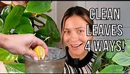 EASY Ways to Prevent Pests & Clean Houseplants | How To Clean Houseplants How To Leaf Shine Spray