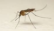 Mosquito Species identification
