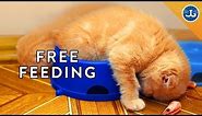 You're Feeding Your Cat All Wrong!