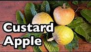 All About Custard Apple!