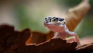 Types of Geckos: 15 Best Pet Gecko Species - Everything Reptiles