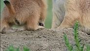 Adorable Baby Prairie Dogs