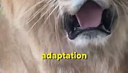 Liger l World's Largest Cat Roars into the Spotlight