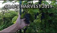Marquette Grape Harvest 2019