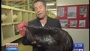 Big Black Chicken Scares Australian Reporter