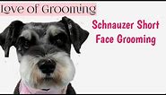 How to Clip a Pet Schnauzers Face and Eyebrows Short | Pet Schnauzer Grooming