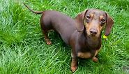 Discover The 16 Most Popular Small, Brown Dog Breeds